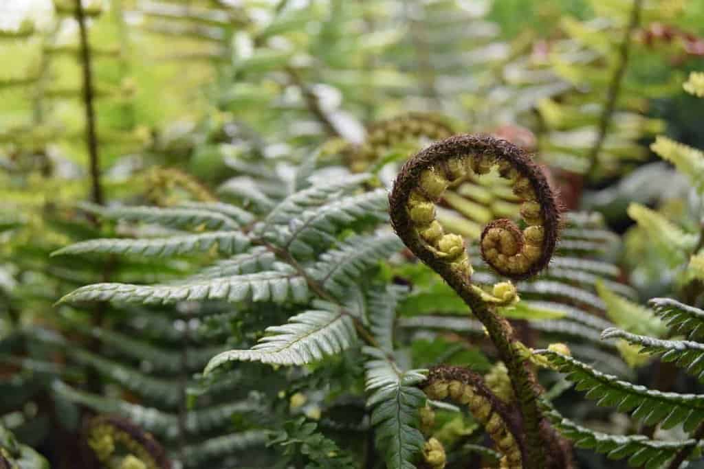 Dryopteris wallichiana ---